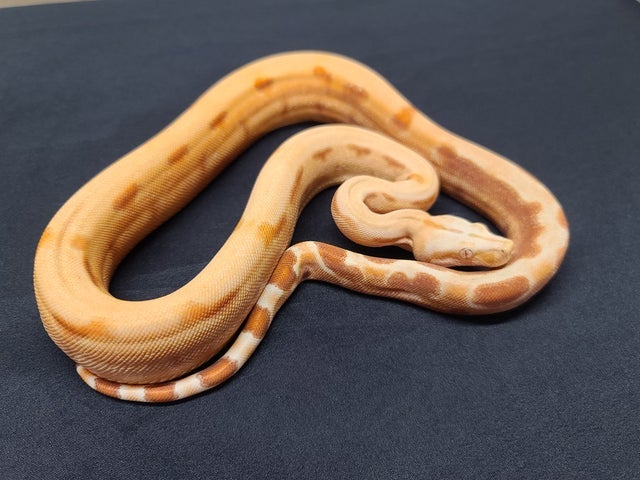 Boa
